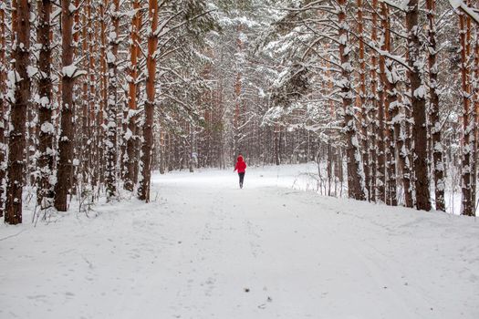 A girl in a red jacket walks through a snow-covered forest on a winter day. Rear view. A man on the background of a beautiful winter nature