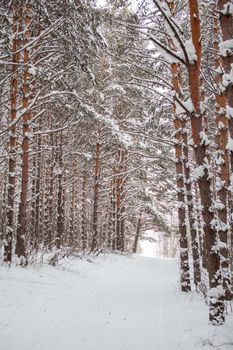 A walk through the winter forest. Snow trees and a cross-country ski trail. Beautiful and unusual roads and forest trails. Beautiful winter landscape.