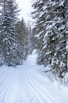 A walk through the winter forest. Snow trees and a cross-country ski trail. Beautiful and unusual roads and forest trails. Beautiful winter landscape.