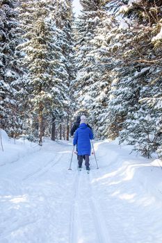 A girl in a blue jacket goes skiing in a snowy forest in winter. The view from the back. Snow background with skis between the trees. Ski trail