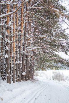 A walk through the winter forest. Snow trees and a cross-country ski trail. Beautiful and unusual roads and forest trails. Beautiful winter landscape.