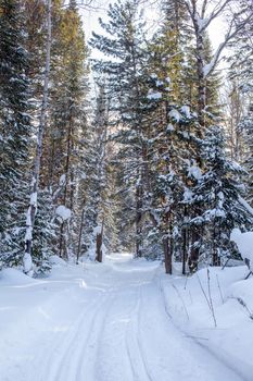 A walk through the winter forest. Snow trees and a cross-country ski trail. Beautiful and unusual roads and forest trails. Beautiful winter landscape.