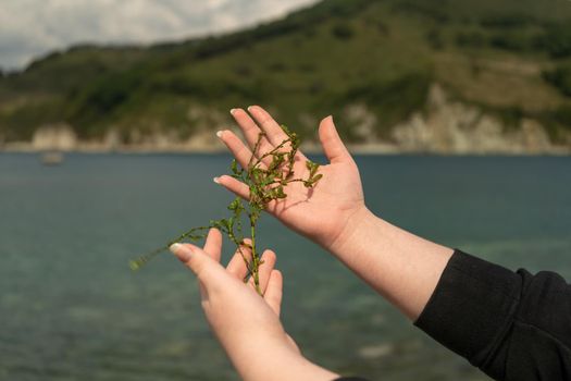 Green seaweed in the hands of a girl on the background of a seascape