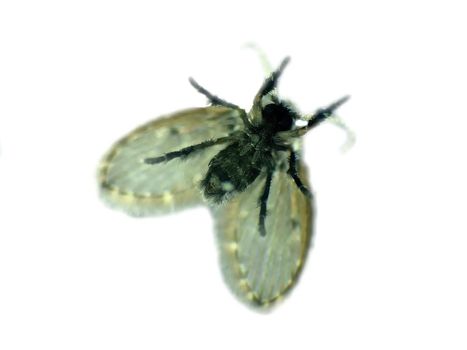 Drain fly in a macro shot