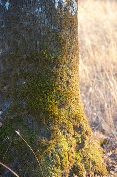 Tree trunk with moss