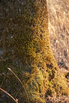 Tree trunk with moss