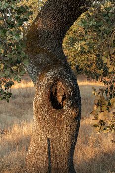 A tree trunk with a deep cleft