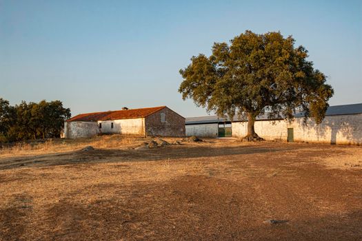 sheep farm in andalusia spain