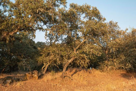 Acorn trees in Andalusia Spain