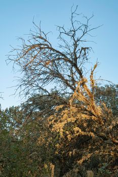 Acorn trees in Andalusia Spain