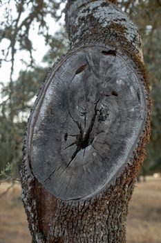 A tree trunk with a deep cleft