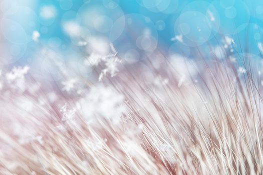 Light graceful snowflakes lie on long villi of natural fur on a blue festive background, selective focus, bokeh, blur, macro photography, natural background for the designer