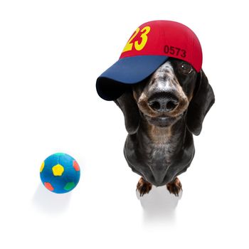 cool casual look dachshund dog wearing a baseball cap or hat , sporty and fit ,ready to play with ball