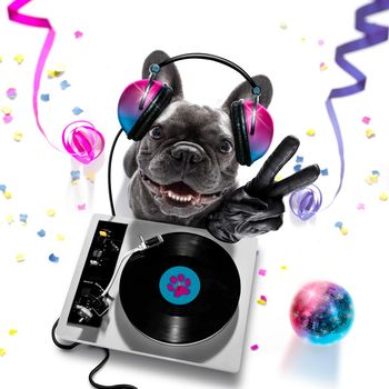 french bulldog  dog playing music in a club with disco ball , isolated on white background, with vinyl record and scratching  turntable