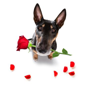 Miniature Bull Terrier dog on valentines love heart shape with I love you sign as background isolated on white