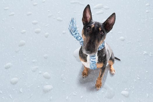 miniature Bull Terrier dog in rain and snow bad weather ready to go for a walk with leash and scarf