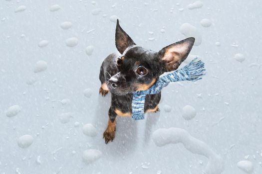 prague ratter dog in rain and snow bad weather ready to go for a walk with leash and scarf