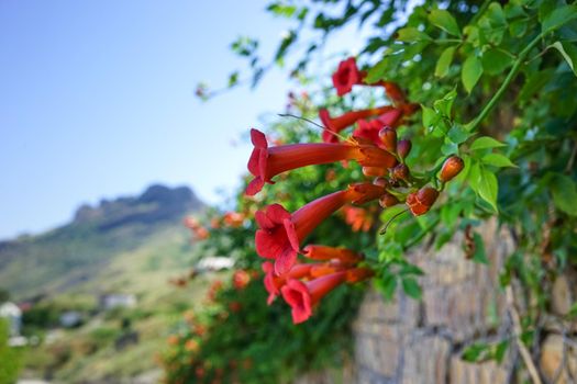 Koktebel, Crimea. Climbing the fence kampsis with beautiful orange flowers on a blurred landscape background.