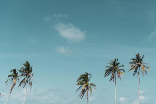 Minimal tropical coconut palm tree in summer with sky background. Copyspace you can put text on. Vintage film color tone style.