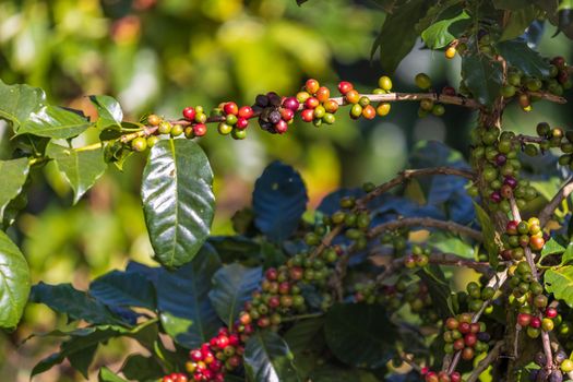 Arabicas coffee beans ripening on tree in North of thailand