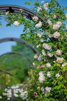 roses against blue sky. Rose Garden in the Prague