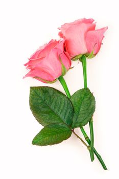 Pink roses isolated on white background