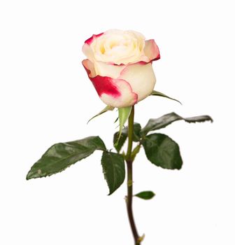 White rose isolated on white background.