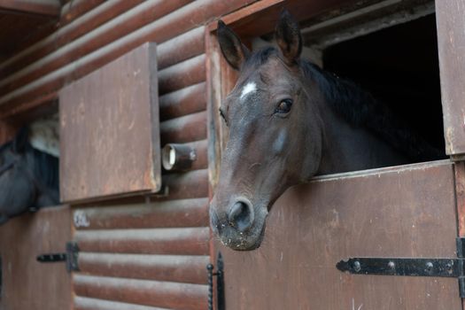 Two horse Looks through window wooden door stable waiting for ride regular morning training