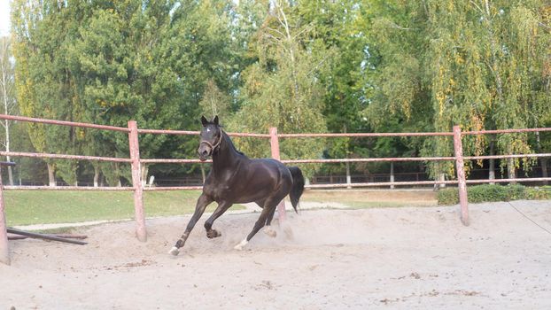 Horse regular training running circle arena. Summer sunny morning. Beautiful brown equine enjoy run on sand with dust