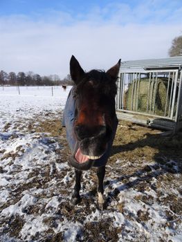 Tired brown horse in front of a big hay rack and snow in the background