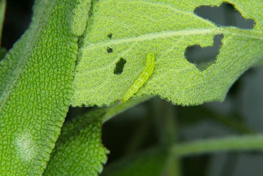 A leaf eaten by bugs close up. High quality photo