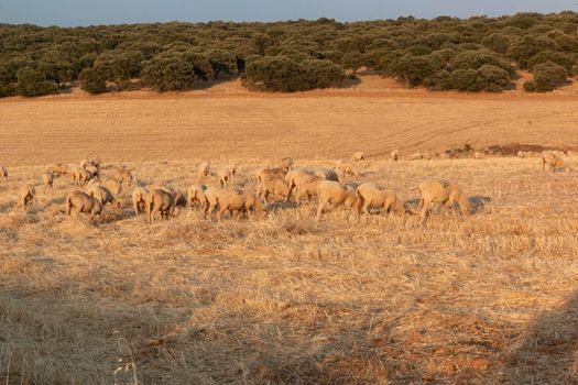 Sheep grazing in the fields of Andalusia, in the golden hour of sunset