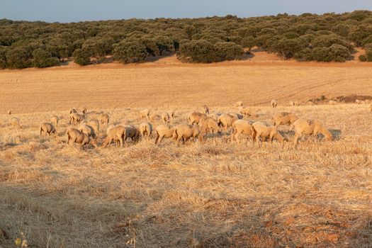 Sheep grazing in the fields of Andalusia, in the golden hour of sunset