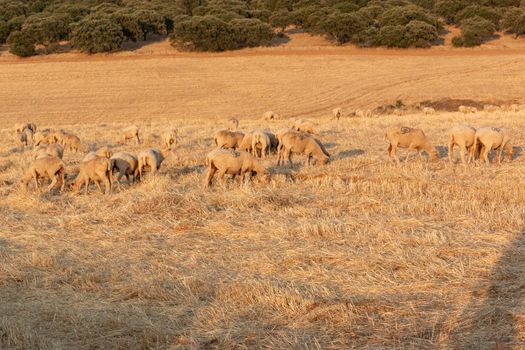 Sheep grazing in the fields of Andalusia, in the golden hour of sunset