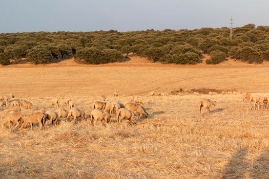 Sheep grazing in the fields of Andalusia, in the golden hour of sunset