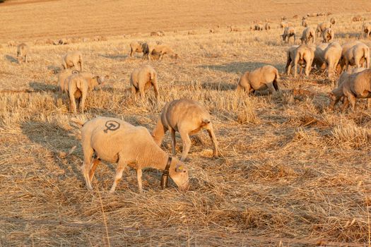 Sheep grazing in the fields of Andalusia, in the golden hour of sunset