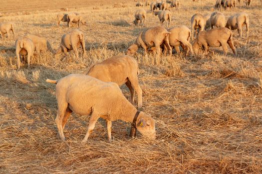 Sheep grazing in the fields of Andalusia, in the golden hour of sunset