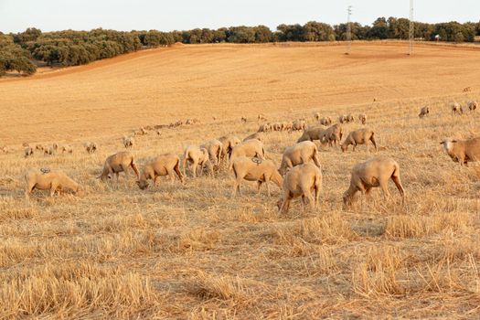 Sheep grazing in the fields of Andalusia, in the golden hour of sunset