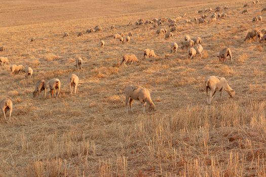 Sheep grazing in the fields of Andalusia, in the golden hour of sunset