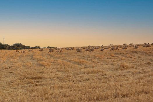 Cereal fields in Andalusia, in the golden hour of sunset