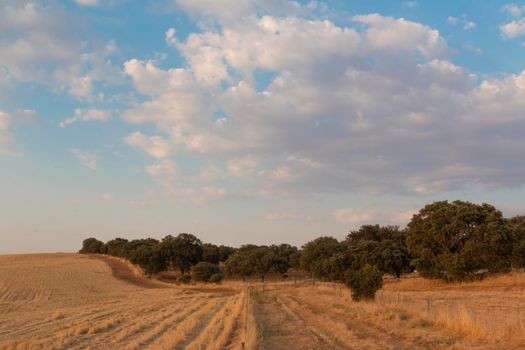 Cereal fields in Andalusia, in the golden hour of sunset