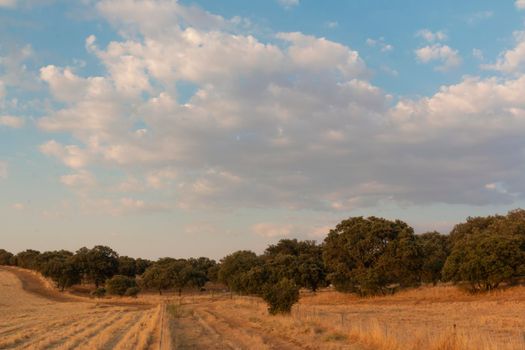 Cereal fields in Andalusia, in the golden hour of sunset