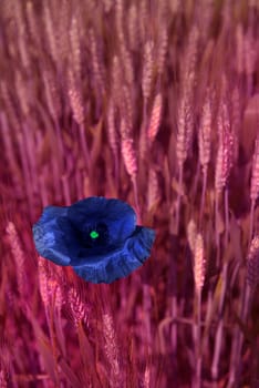 The unlikely colors of poppies in a wheat field