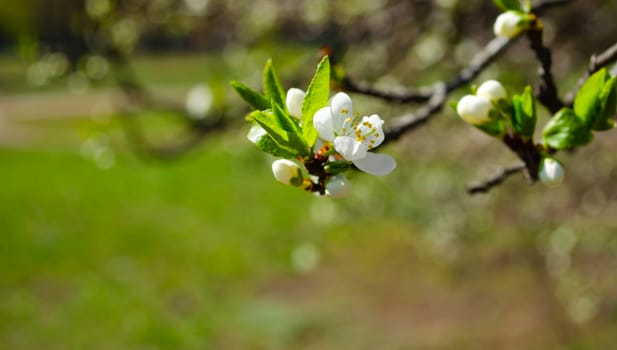 Spring flowering apple tree. Many blossoming white flowers on the branches of the tree. Spring agro concept