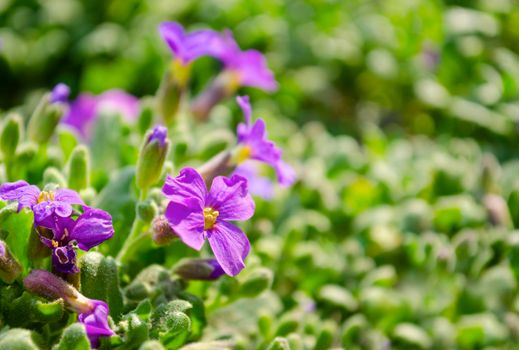 purple flowers in wild nature