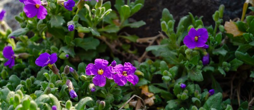 purple flowers in wild nature