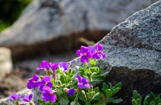 purple flowers sprouting between rocky underground. soft pink primroses on hard grey stones. blossoms flowering between rocks.