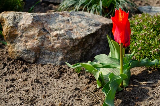A bright red tulip flower is a passion flower. The red tulip symbolizes strong, selfless, true love. Flower in garden on the ground on stone background.