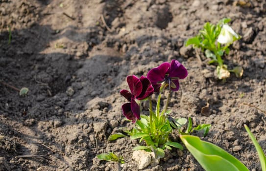 Pansy flower or spring garden viola. Flower arrangement and floral design.