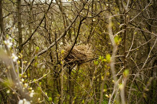 A nest in the branches of a dense bush